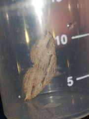 Costaconvexa polygrammata