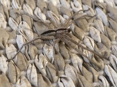 Pseudomicrommata longipes