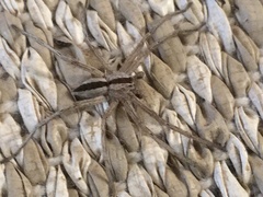 Pseudomicrommata longipes