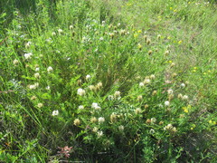 Astragalus austrosibiricus