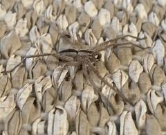 Pseudomicrommata longipes