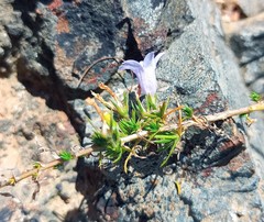 Wahlenbergia oxyphylla