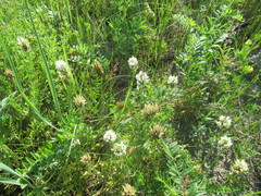 Astragalus austrosibiricus