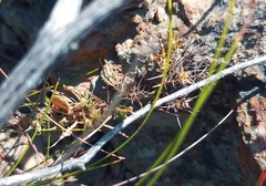 Wahlenbergia oxyphylla