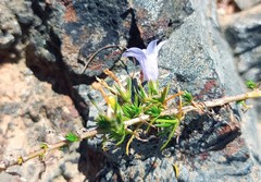 Wahlenbergia oxyphylla