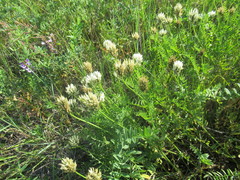Astragalus austrosibiricus