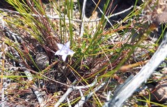Wahlenbergia oxyphylla