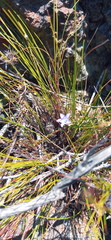 Wahlenbergia oxyphylla