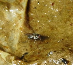 Dolichopodinae