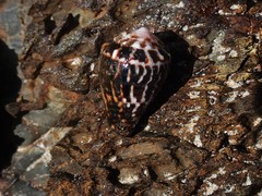 Conus chaldaeus