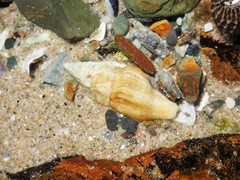 Nodopelagia brazieri