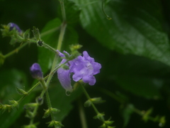 Strobilanthes attenuata