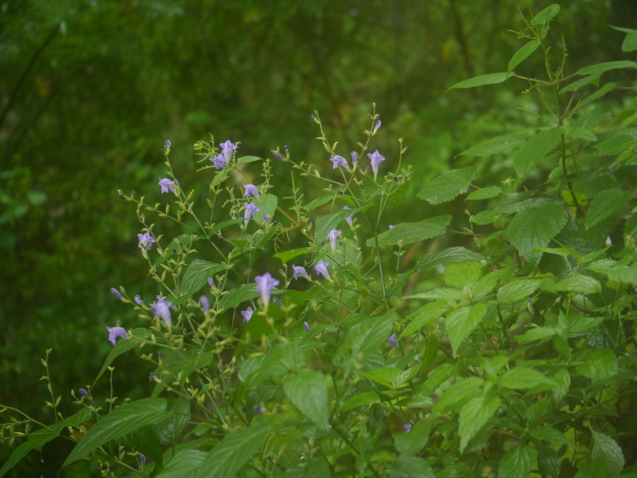 Strobilanthes attenuata (Wall. ex Nees) Jacq. ex Nees Strobilanthes attenuata (Wall. ex Nees) Jacq. ex Nees