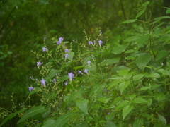 Strobilanthes attenuata