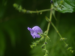 Strobilanthes attenuata