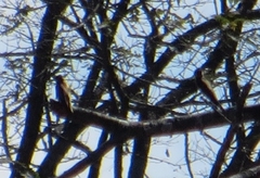 Stelgidopteryx ruficollis