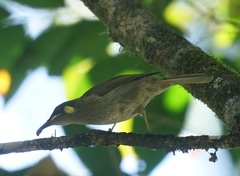 Meliphaga notata