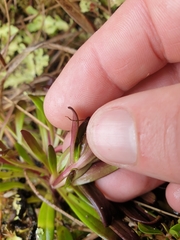 Gentianella concinna