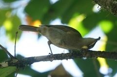 Meliphaga notata