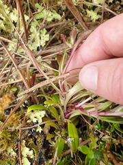 Gentianella concinna