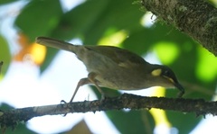 Meliphaga notata