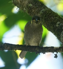 Meliphaga notata