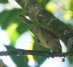 Meliphaga notata