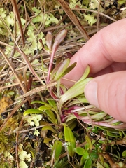 Gentianella concinna