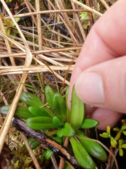 Gentianella concinna