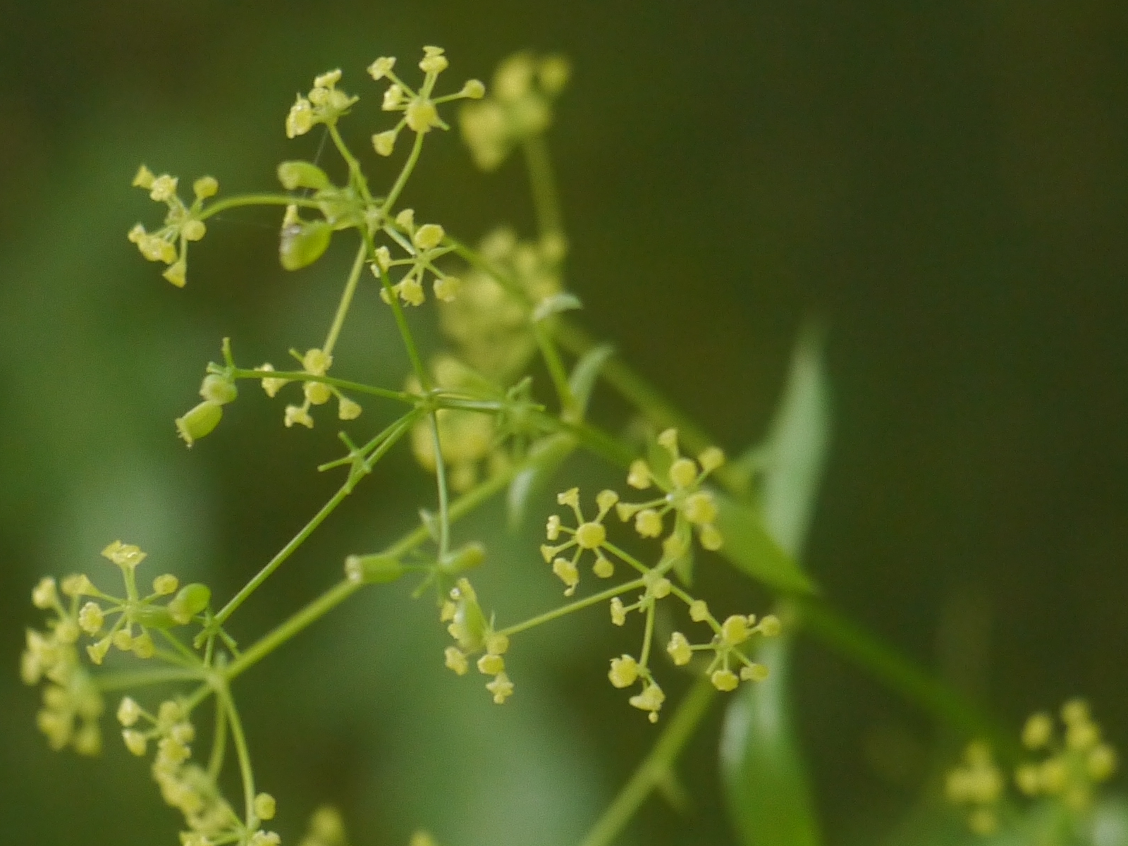 Bupleurum lanceolatum Wall. ex DC.