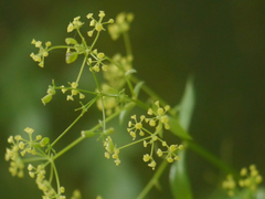Bupleurum lanceolatum