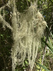 Usnea angulata