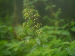 Bupleurum lanceolatum