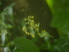 Bupleurum lanceolatum