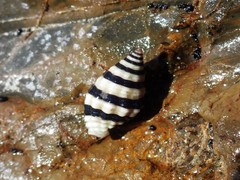 Engina zonalis