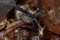 Lophopilio palpinalis