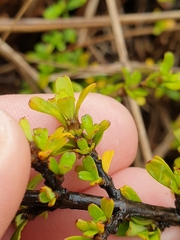 Coprosma perpusilla subantarctica