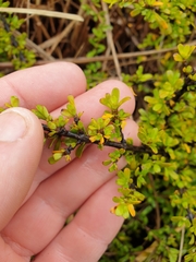 Coprosma perpusilla subantarctica