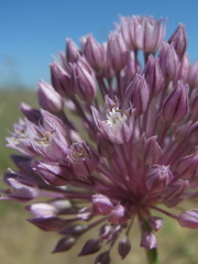 Allium