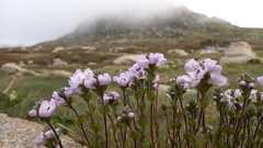 Euphrasia collina diversicolor