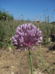 Allium