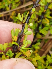 Coprosma perpusilla subantarctica