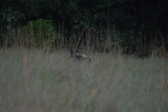 Cephalophus silvicultor