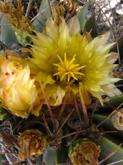 Ferocactus echidne