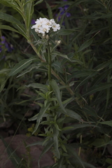 Achillea biserrata