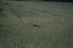 Cephalophus silvicultor