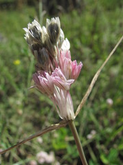 Allium kunthianum
