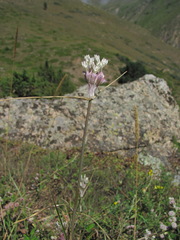 Allium kunthianum