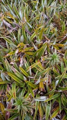 Astelia psychrocharis