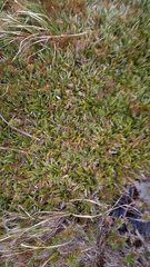 Astelia psychrocharis